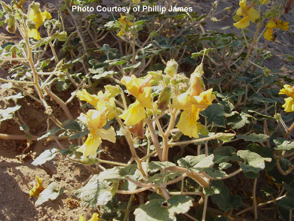 Proboscidea altheaefolia
